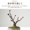 おうちでお花見 ・ 桜盆栽  鉢植え