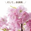 おうちでお花見 ・ 桜盆栽  鉢植え