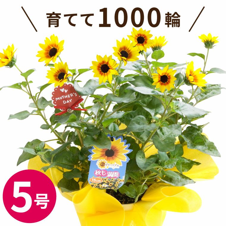 1000輪 チャレンジ！ ひまわり 5号鉢の鉢植え 』｜横浜花まりか フラワーギフト店