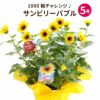 1000輪 チャレンジ！ ひまわり 5号鉢の鉢植え 