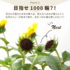 1000輪 チャレンジ！ ひまわり 5号鉢の鉢植え 