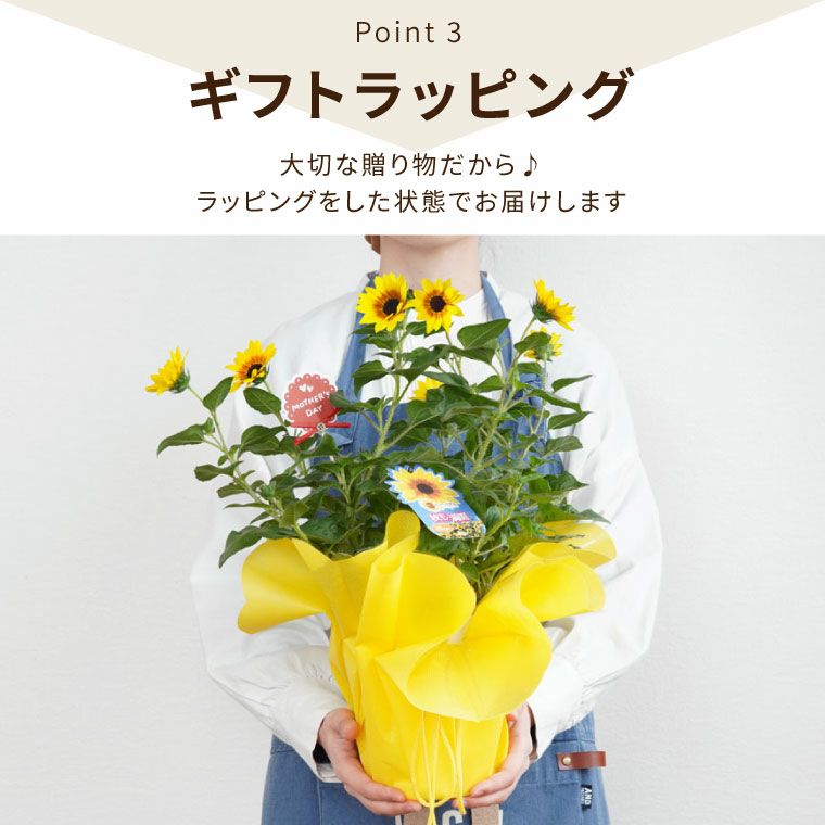 1000輪 チャレンジ！ ひまわり 5号鉢の鉢植え 