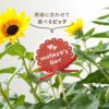 1000輪 チャレンジ！ ひまわり 5号鉢の鉢植え 