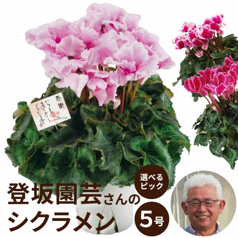 登坂さんのシクラメンの鉢植え・5号鉢