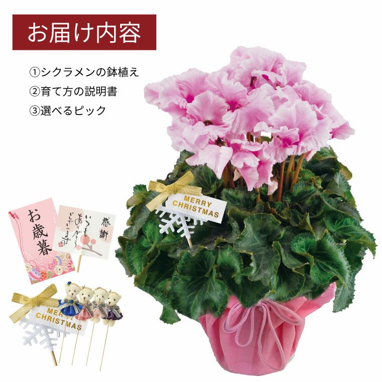 登坂さんのシクラメンの鉢植え・5号鉢