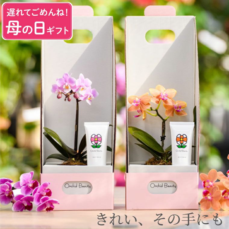マイクロ胡蝶蘭＆オーキッドビューティハンドクリームセット