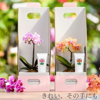 鉢植・果樹・胡蝶蘭 | 横浜花まりか フラワーギフト店 鉢植・果樹・胡蝶蘭 | 横浜花まりか フラワーギフト店