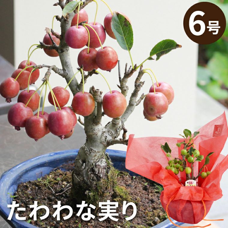 姫リンゴの鉢植え・6号鉢