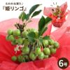 姫リンゴの鉢植え・6号鉢