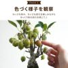 姫リンゴの鉢植え・6号鉢