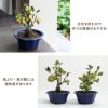 姫リンゴの鉢植え・6号鉢