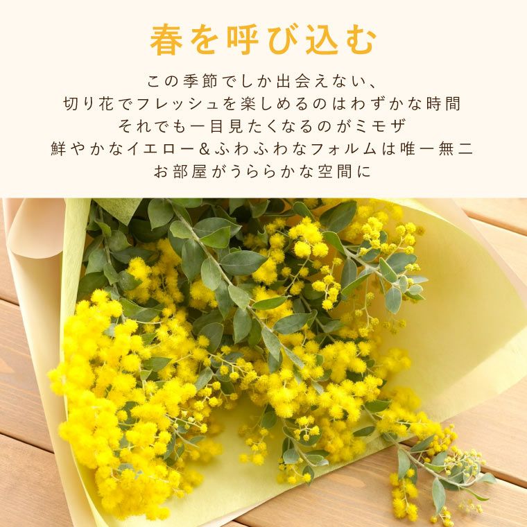 1.ミモザ切花100サイズ （3月8日はミモザの日。ミモザアカシアの 